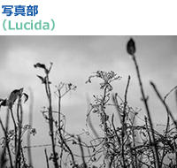 Lucida.jpg