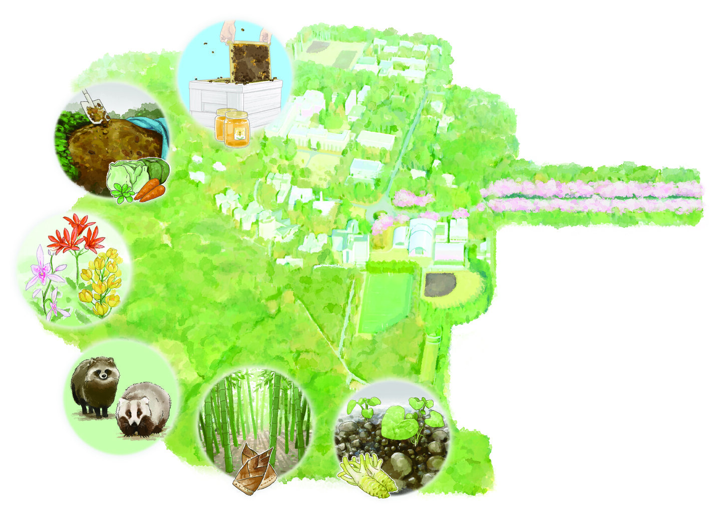 ICU三鷹キャンパスの森｜国際基督教大学（ICU）