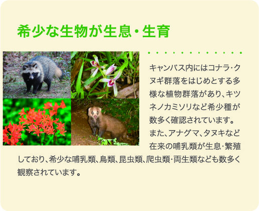 ikimono@2x-100.jpg